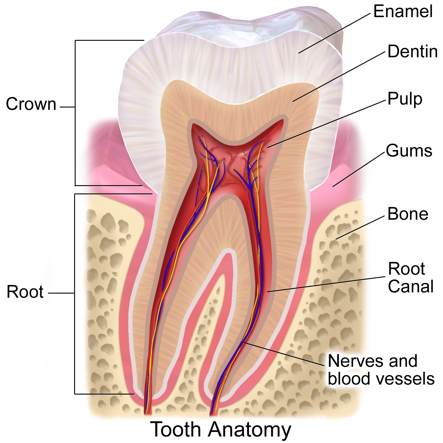 Anatomy of tooth