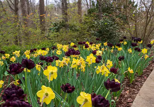 Tulips at the botanical garden